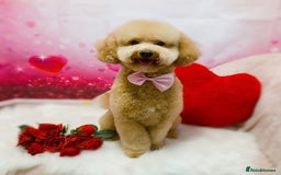 Miniature Poodle dogs for stud: Teddy KC Registered/Health tested Toy Stud in Wigan - Image 1