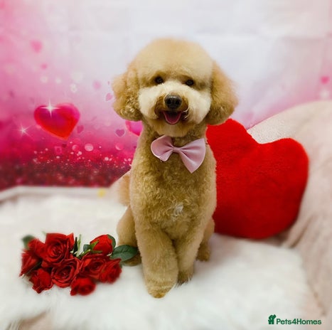Miniature Poodle dogs in Wigan - Advert 20