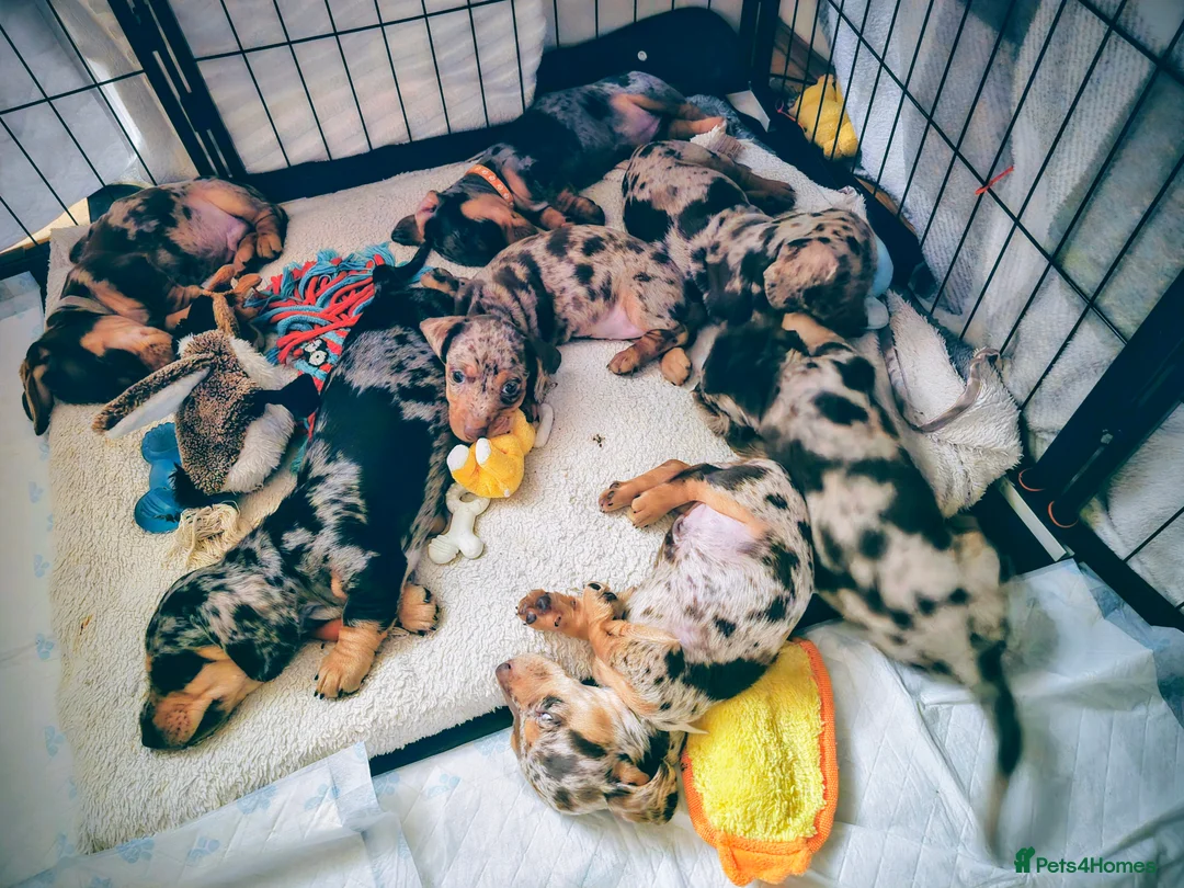 Miniature Dachshund dogs for sale: Adorable Miniature Dachshunds KC Registered Pups - Advert 4