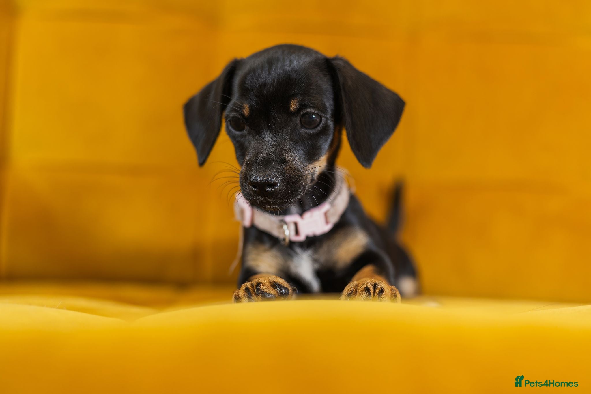 Jackshund dogs Daxijax/Jackshund/Dachshund/Jack - READY TO GO - Advert 2