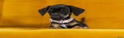 Jackshund dogs for sale: Daxijax/Jackshund/Dachshund/Jack - READY TO GO - Advert 2