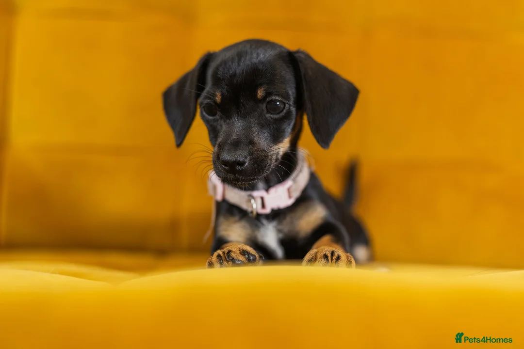 Jackshund dogs for sale: Daxijax/Jackshund/Dachshund/Jack - READY TO GO - Advert 2