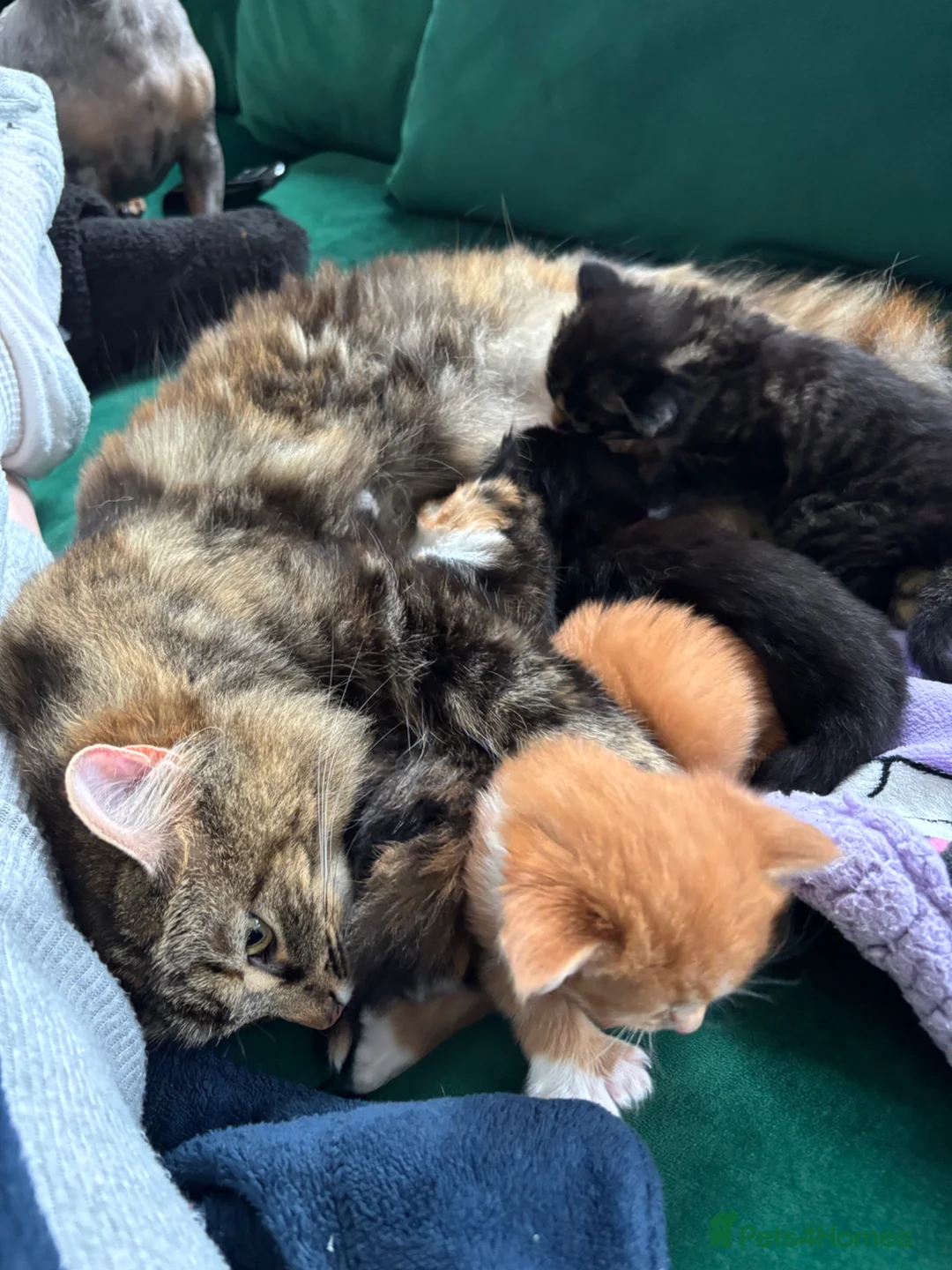Mixed Breed cats for sale: Beautiful Maine Coon Mix Kittens – 2 Available - Advert 2
