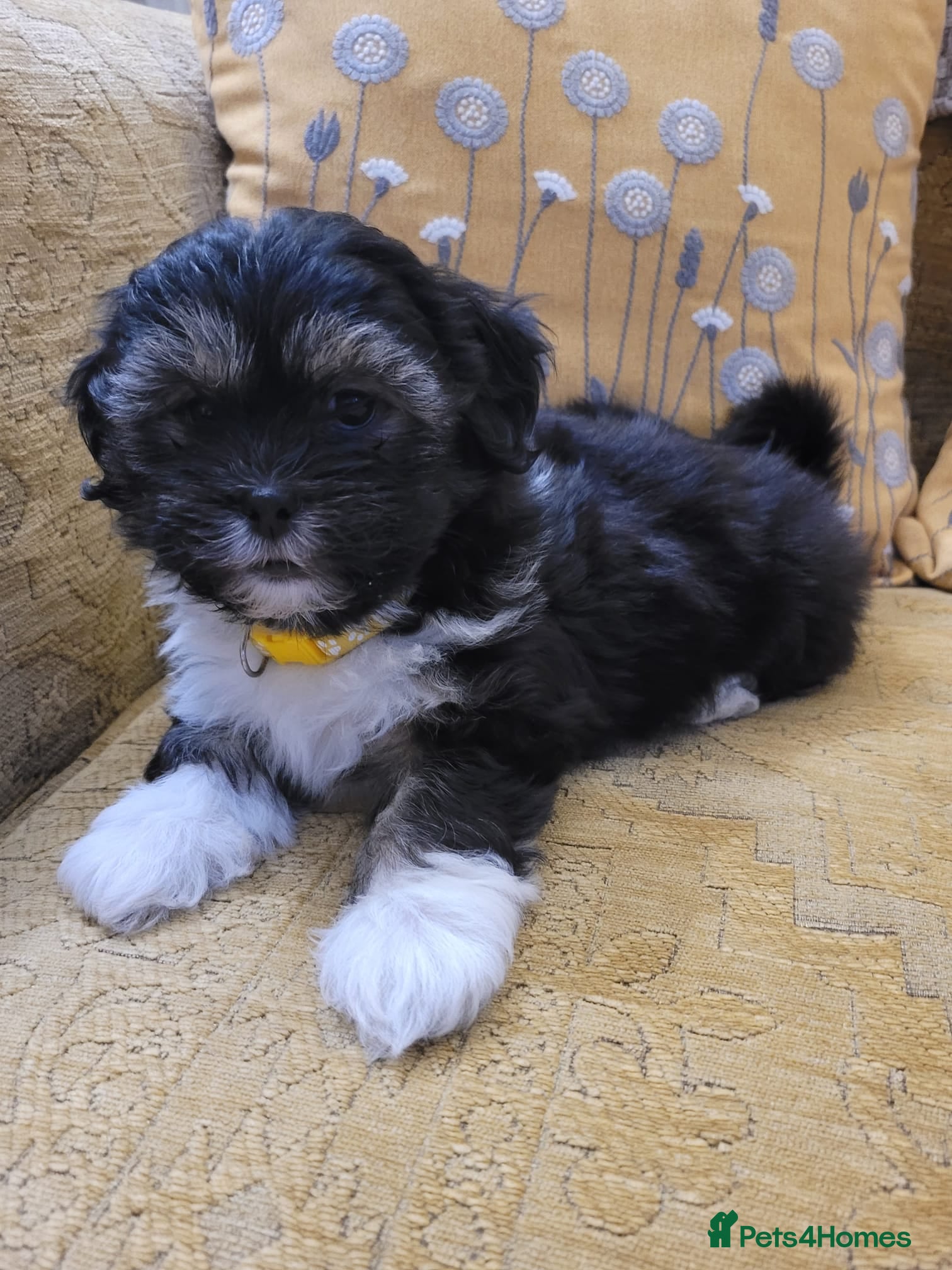 Lhasa Apso dogs Lhasa Apso — Ready to go! Beautiful Babies. - Advert 1