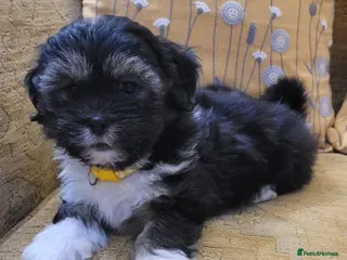 Lhasa Apso dogs Lhasa Apso — Ready to go! Beautiful Babies. - Advert 1
