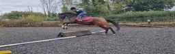 English Thoroughbred horses for sale: 16h rising 6 year old tb gelding  - Advert 3