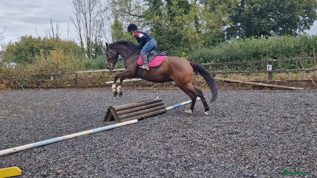 English Thoroughbred horses for sale: 16h rising 6 year old tb gelding  - Advert 3