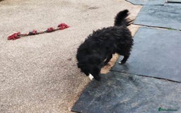 Mixed Breed dogs for adoption: Daisy, a Beautiful Soul - for a Loving Home in Nottingham - Image 23
