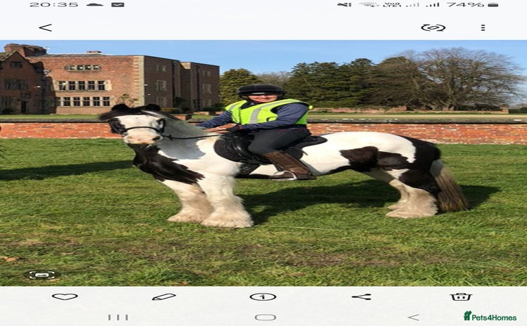 Irish Cob horses - Advert 2
