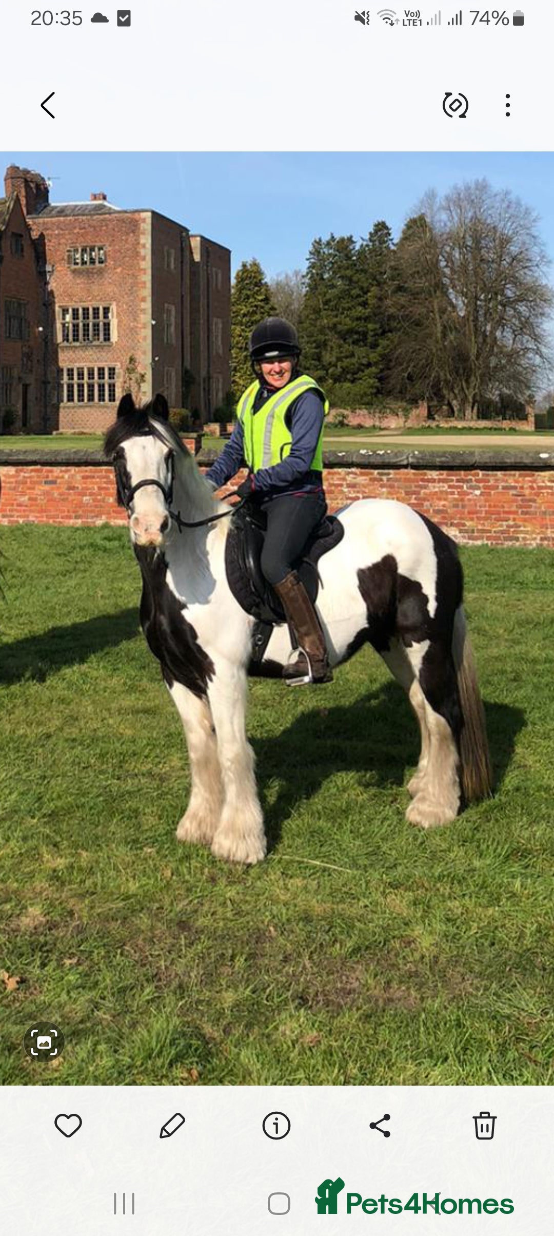 Irish Cob horses for sale: Happy hacker/ companion pony - Image 1