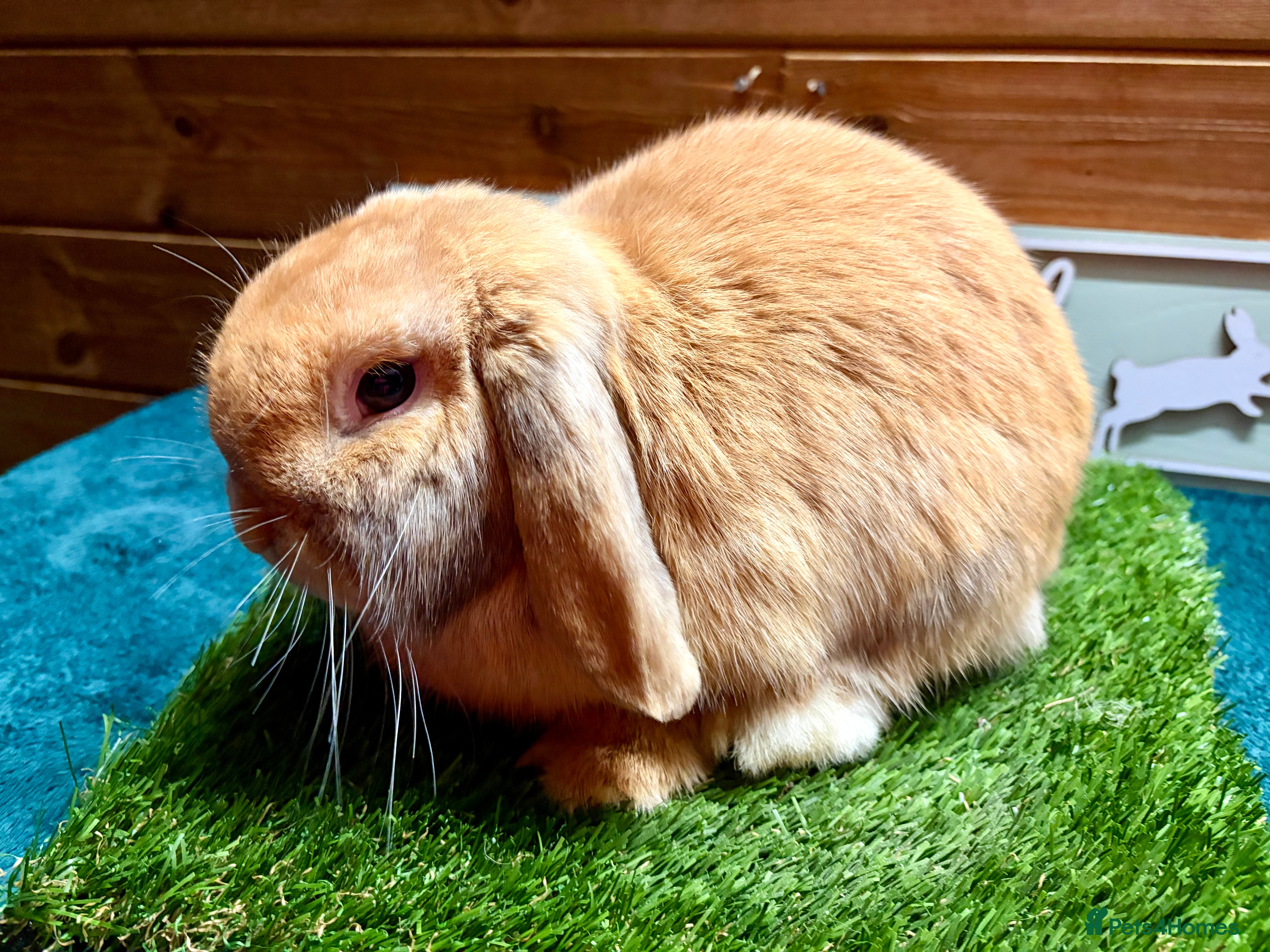 Mini Lop rabbits Choc Orange Harli  Male Mini Lop - Advert 1