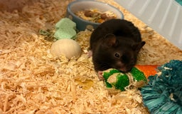 Hamster rodents for sale: Male Syrian hamster  - Image 2