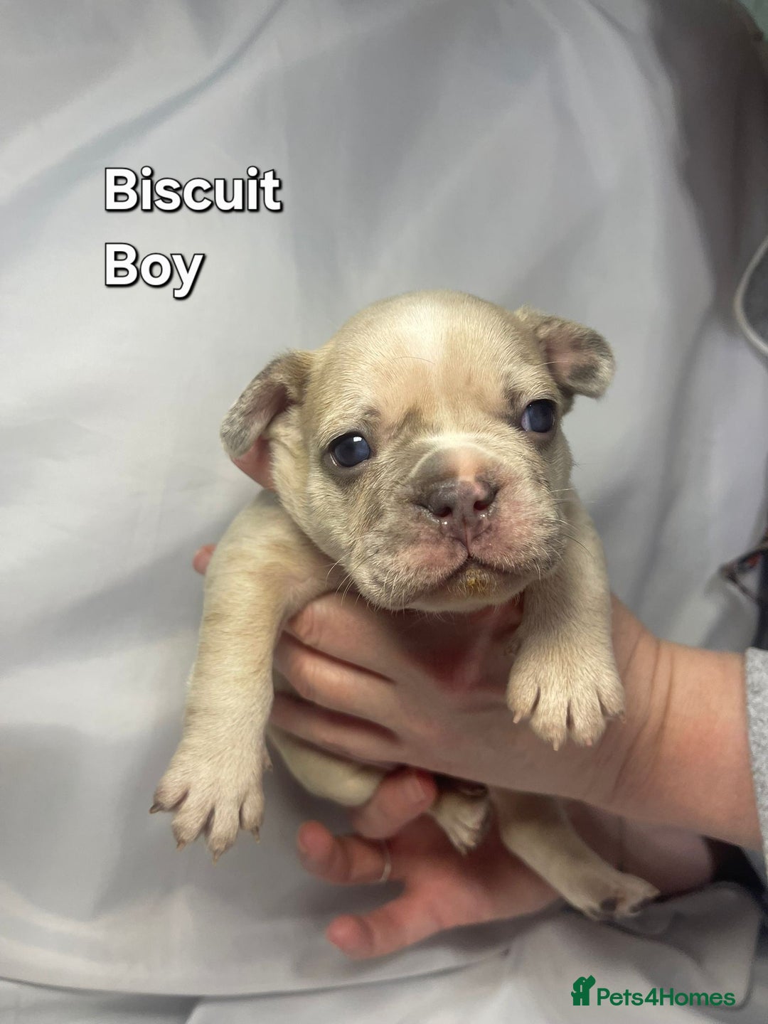 French Bulldog dogs for sale: Gorgeous litter of French Bulldog Pups  - Advert 15