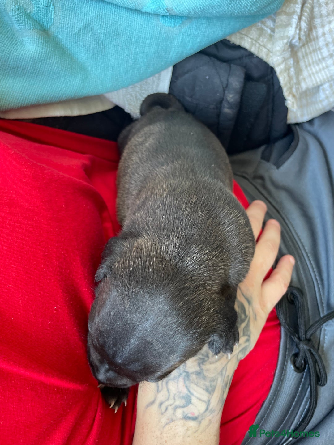 Staffordshire Bull Terrier dogs for sale: Last male Staffy looking for his forever home - Image 6