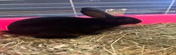 Mixed Breed rabbits for sale: Rabbits for homes  - Advert 6