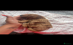 Poochon dogs for sale: Gorgeous litter of F1BB Poochons  - Image 23
