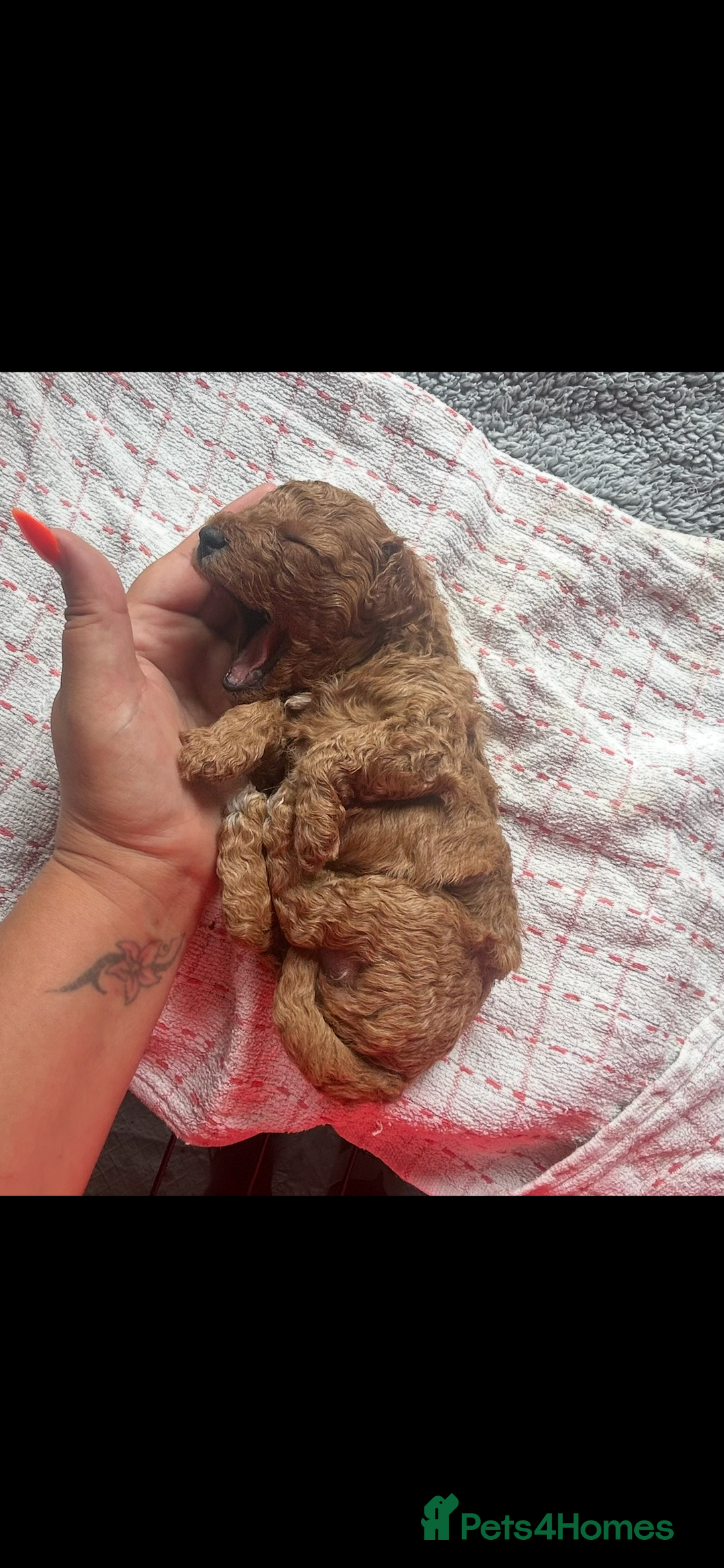Poochon dogs for sale: Gorgeous litter of F1BB Poochons  - Image 23