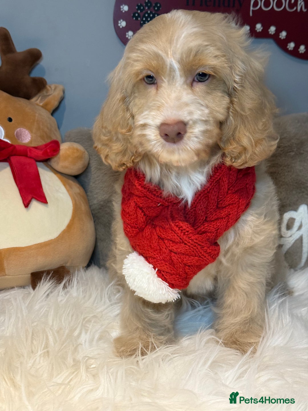 Cockapoo dogs for sale: F1 Cockapoo’s fully vaccinated  - Advert 4