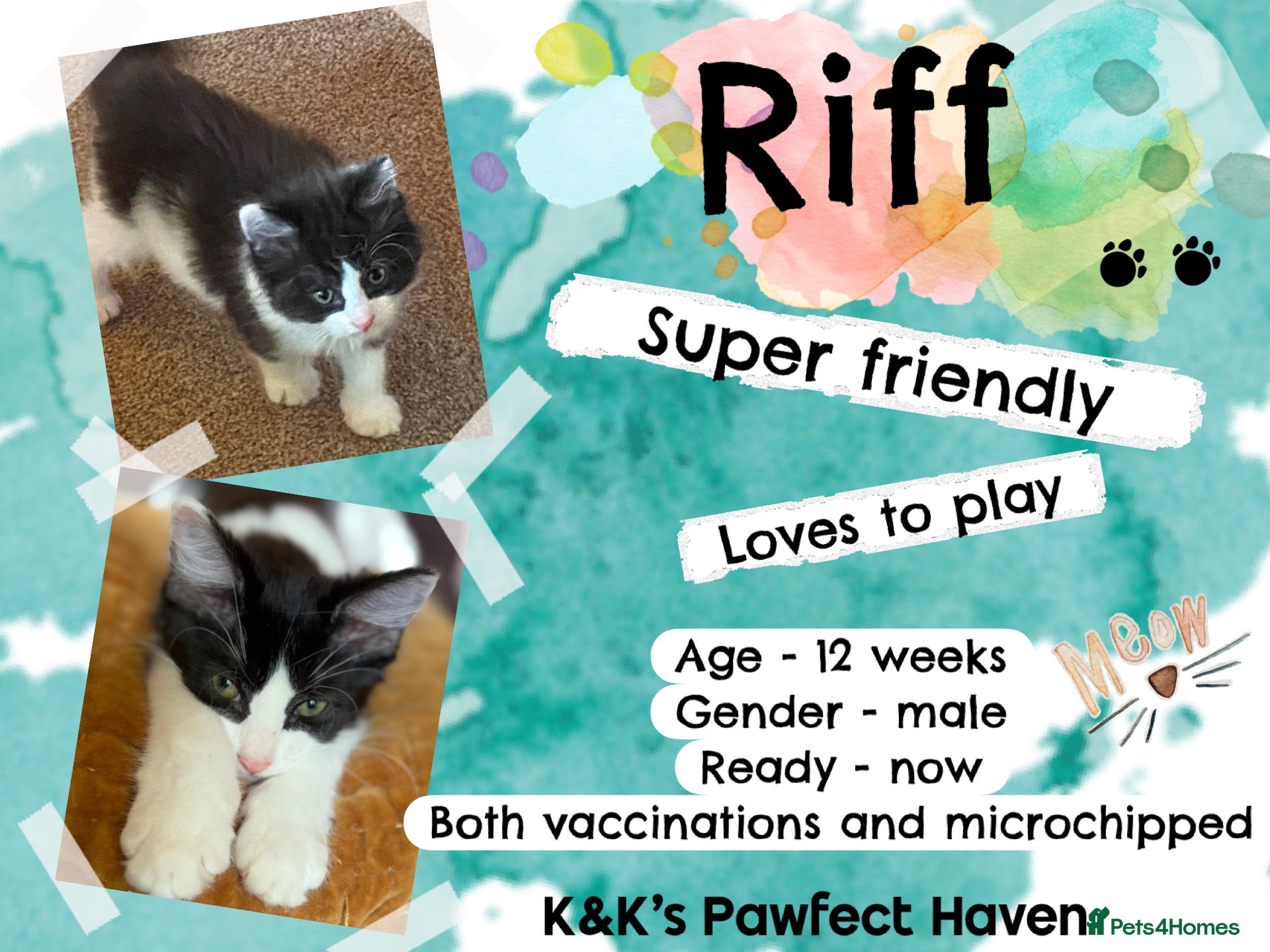 Domestic Shorthair cats Kittens & cats for adoption  - Advert 2