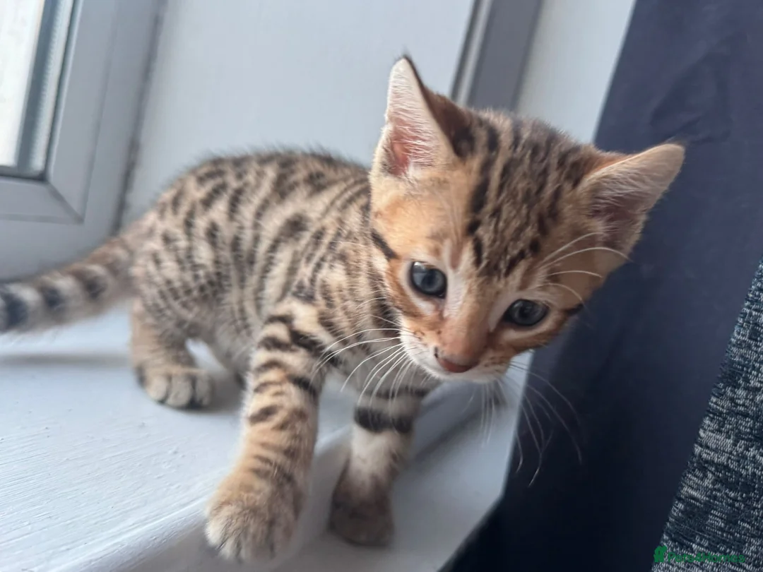 Bengal cats for sale: ONLY FOUR Stunning✨GLITTER Coat✨Bengal kittens  - Advert 17