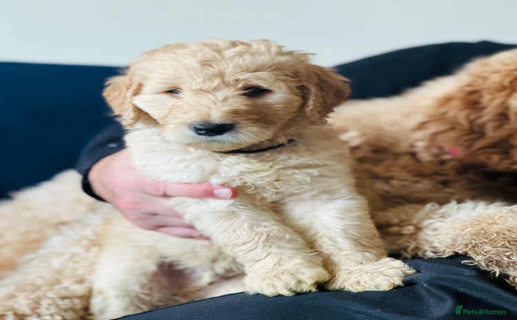 Goldendoodle dogs - Advert 1