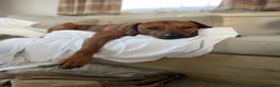 Rhodesian Ridgeback dogs for stud: Beautiful Rhodesian Ridgeback to Stud  in Lightwater - Advert 22
