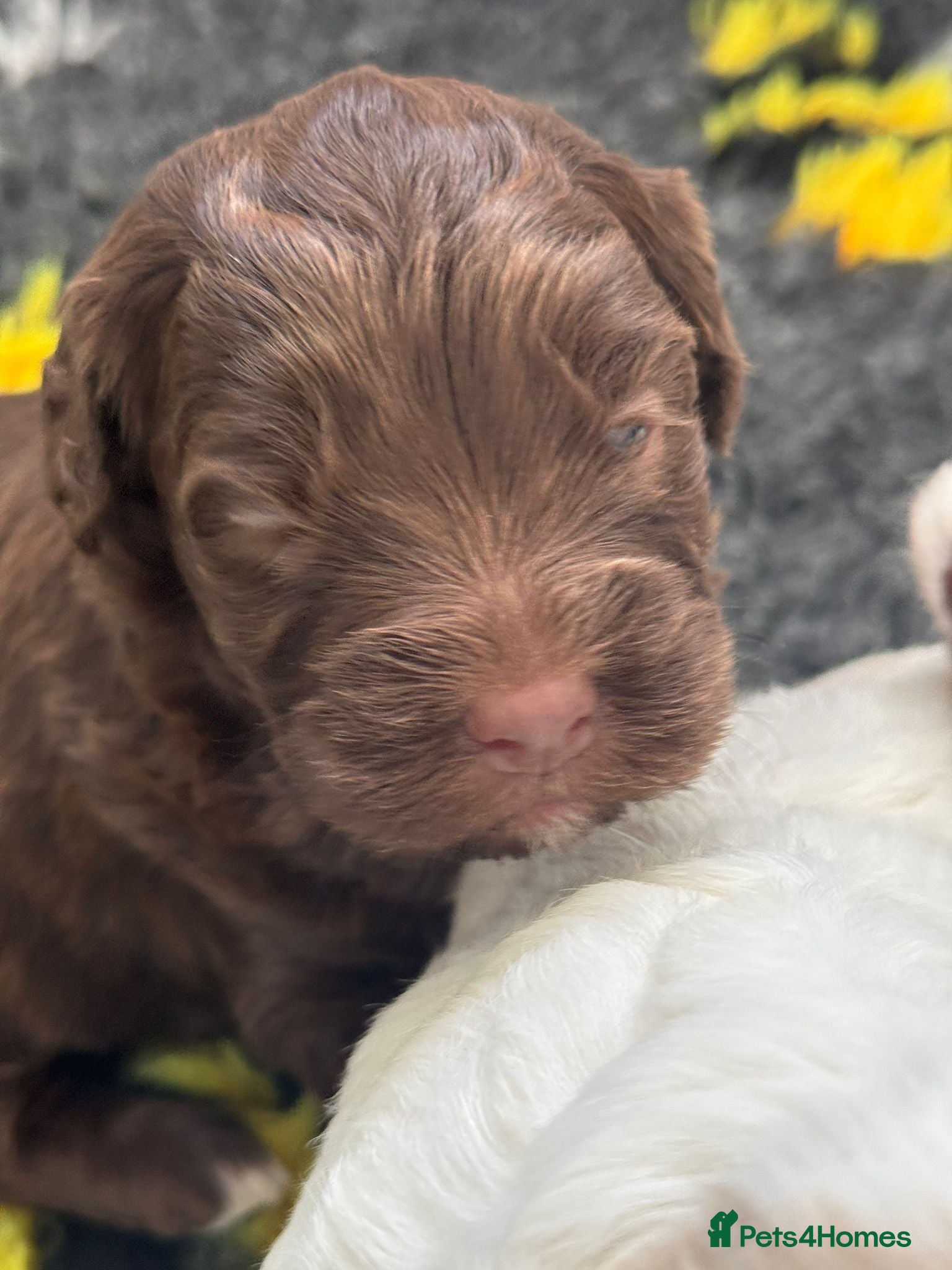Australian Labradoodle dogs Australian Medium Labradoodles - Advert 6