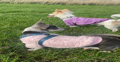 Mixed Breed dogs 1 full chihuahua and 1 jack chi - Advert 11