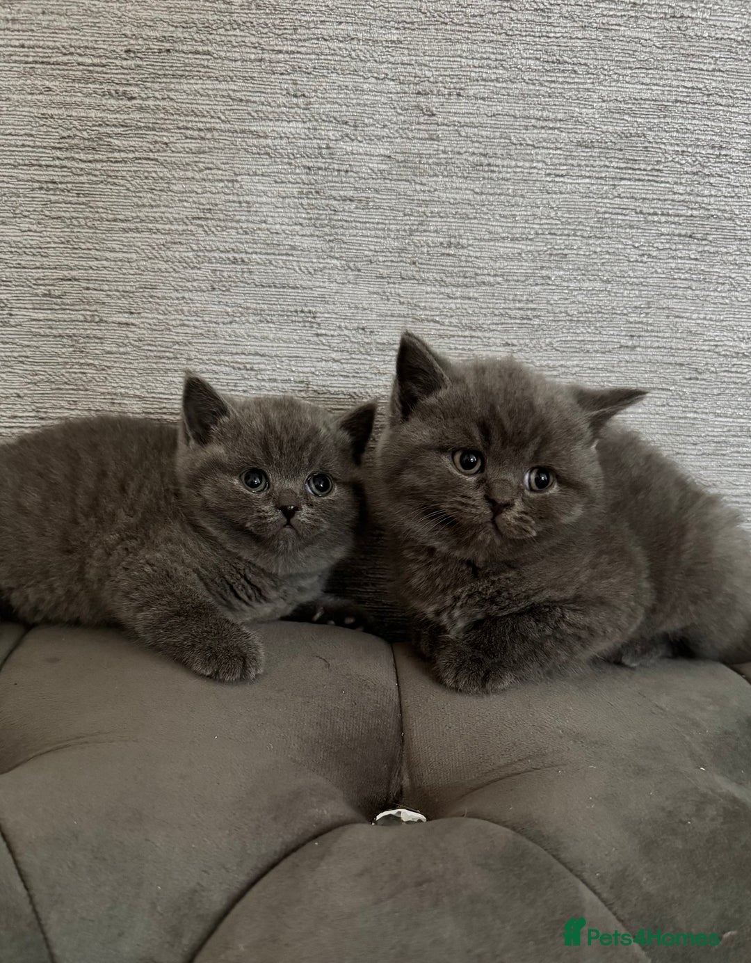 British Shorthair cats for sale: British Shorthair Kittens - Advert 9