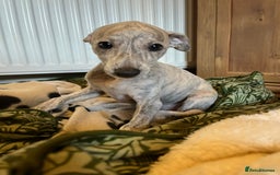 Mixed Breed dogs for sale:  🐶✨ ADORABLE WIGGY PUPPIES – licenced  breeder  - Image 16