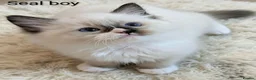 Ragdoll cats for sale: TICA registered Ragdoll kittens  in Bracknell - Advert 24