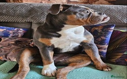 Olde English Bulldogge dogs for sale: 7 months Olde English bulldogge - Image 4