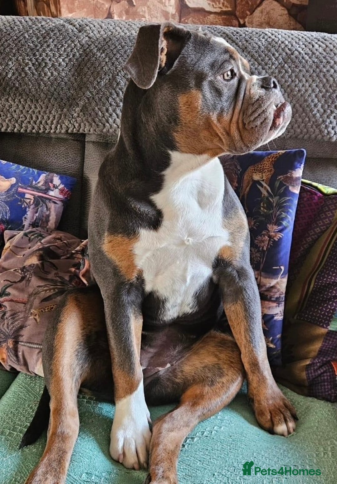 Olde English Bulldogge dogs for sale: 7 months Olde English bulldogge - Image 4