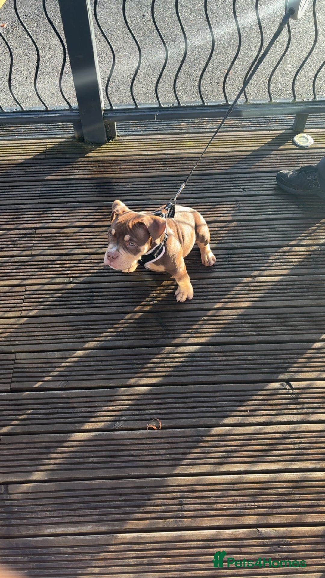 American Bully dogs for sale: Bruce male pocket bully puppy - Advert 3