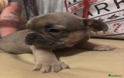 French Bulldog dogs for sale: **READY NOW**French bulldog puppies READY NOW - Image 15