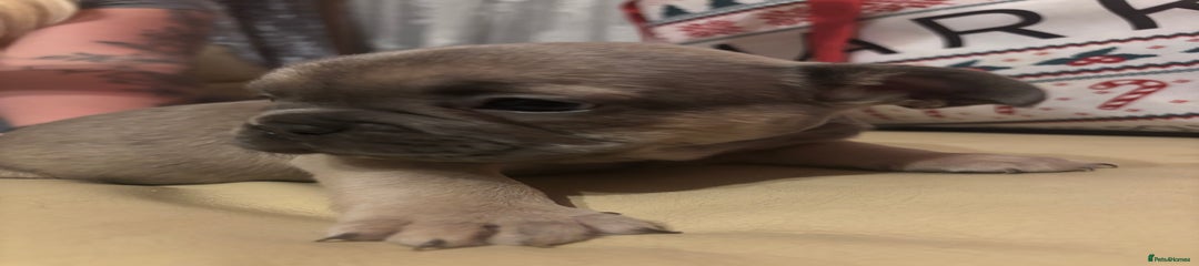 French Bulldog Puppy 3