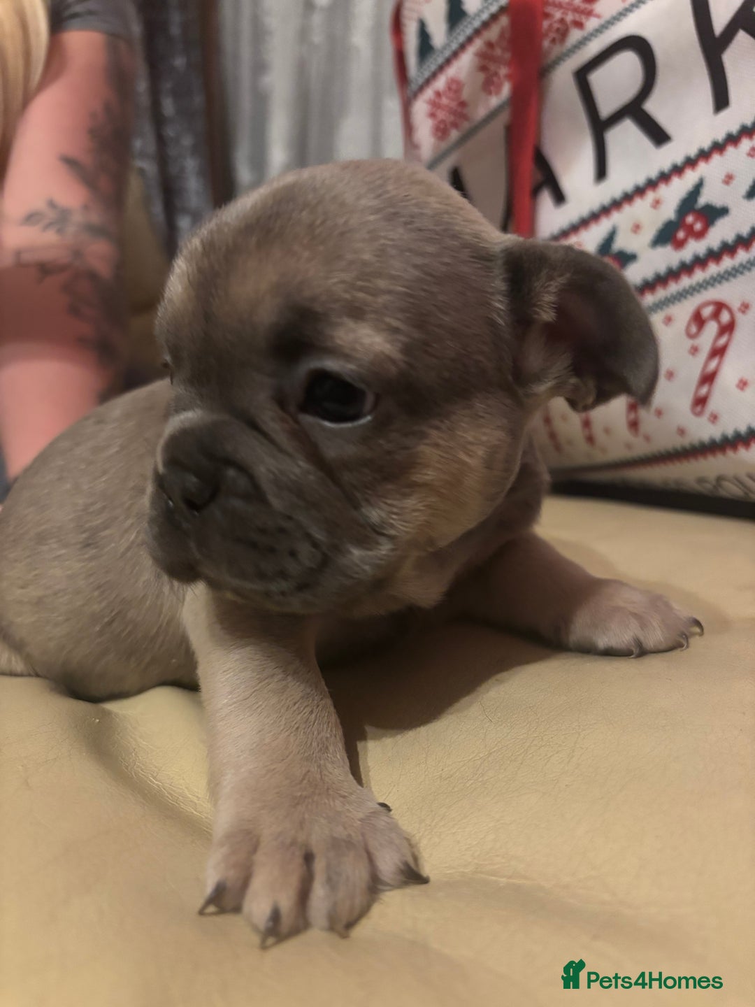 French Bulldog dogs for sale: **READY NOW**French bulldog puppies READY NOW - Image 15