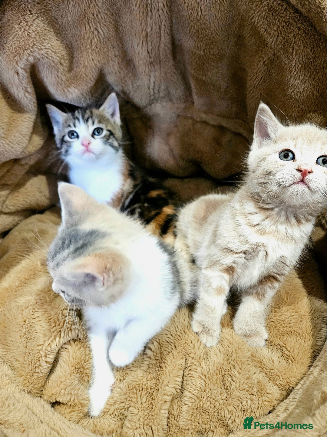 Mixed Breed cats for sale: Cute babies!😸😸😸 - Advert 5