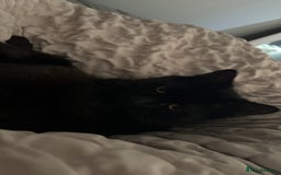 RagaMuffin cats for sale: Cat, Oreo - Advert 9