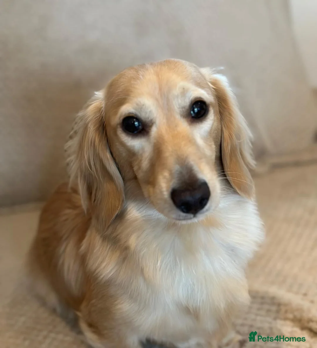 Miniature Dachshund dogs for stud: ee Cream Long Coat Miniature Dachshund Stud in Dalry - Advert 15