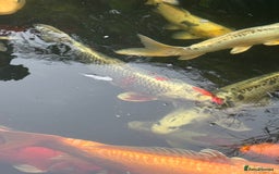 Koi Carp fish for sale: Complete Koi carp set up for sale - Image 6