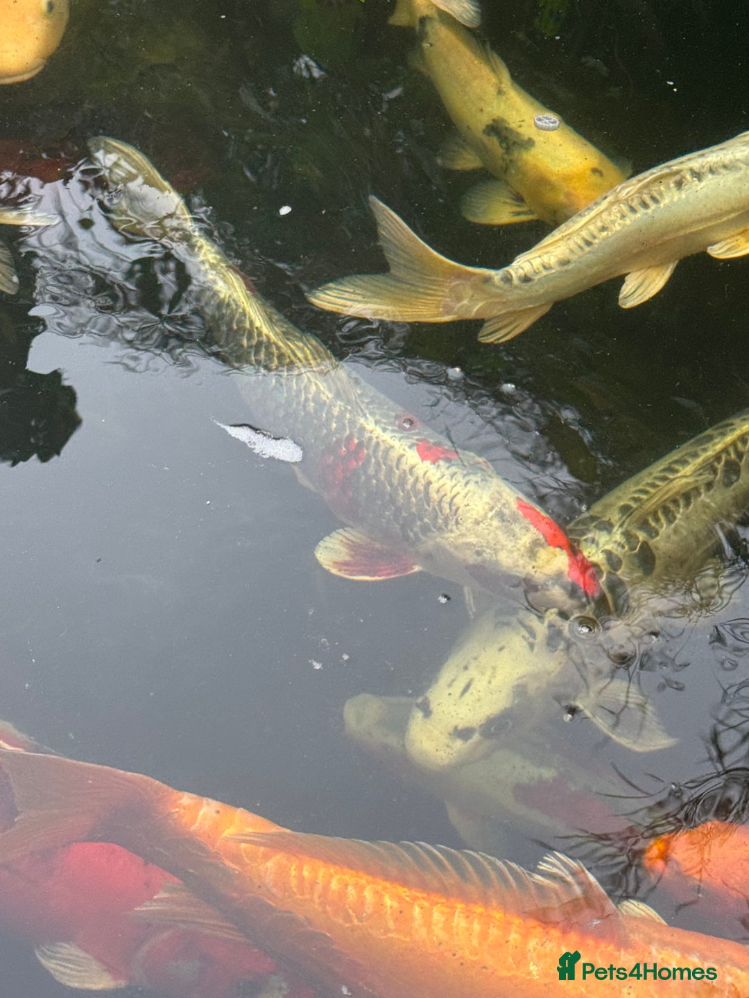 Koi Carp fish for sale: Complete Koi carp set up for sale - Image 6