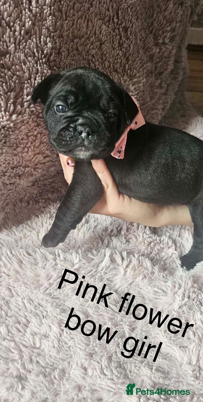 Mixed Breed dogs for sale: 🐾 French Bulldog × Olde English Bulldog Pups 🐾 - Advert 4