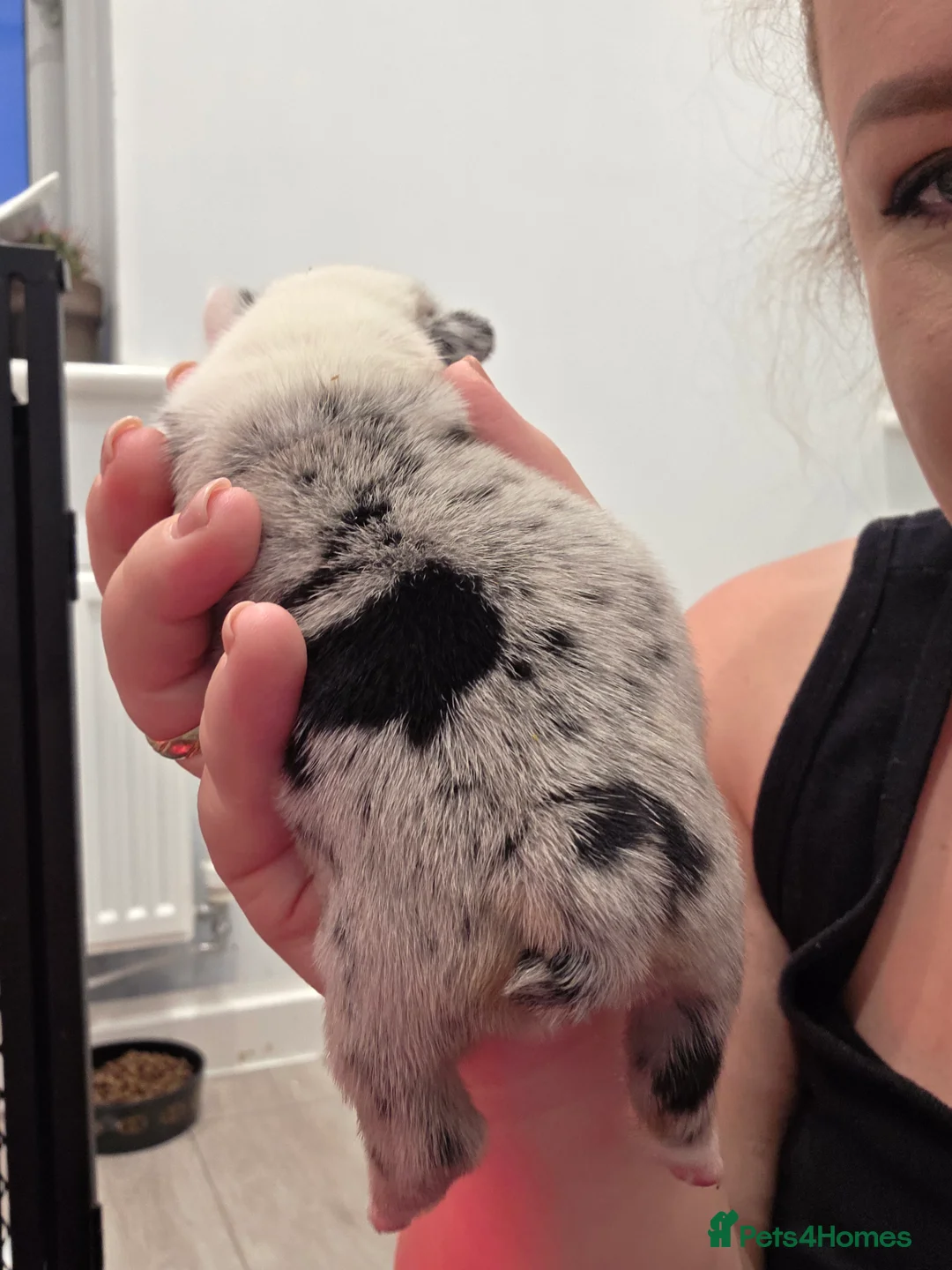 French Bulldog dogs for sale: FRENCH BULLDOG  - Advert 14