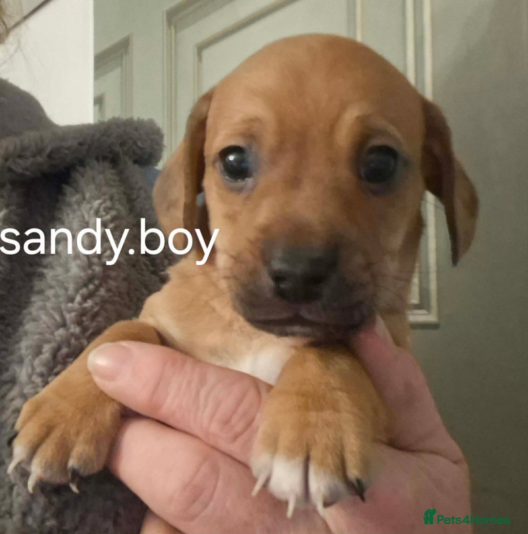 Jackapoo dogs for sale: JACKAPOO PUPPIES - Advert 6