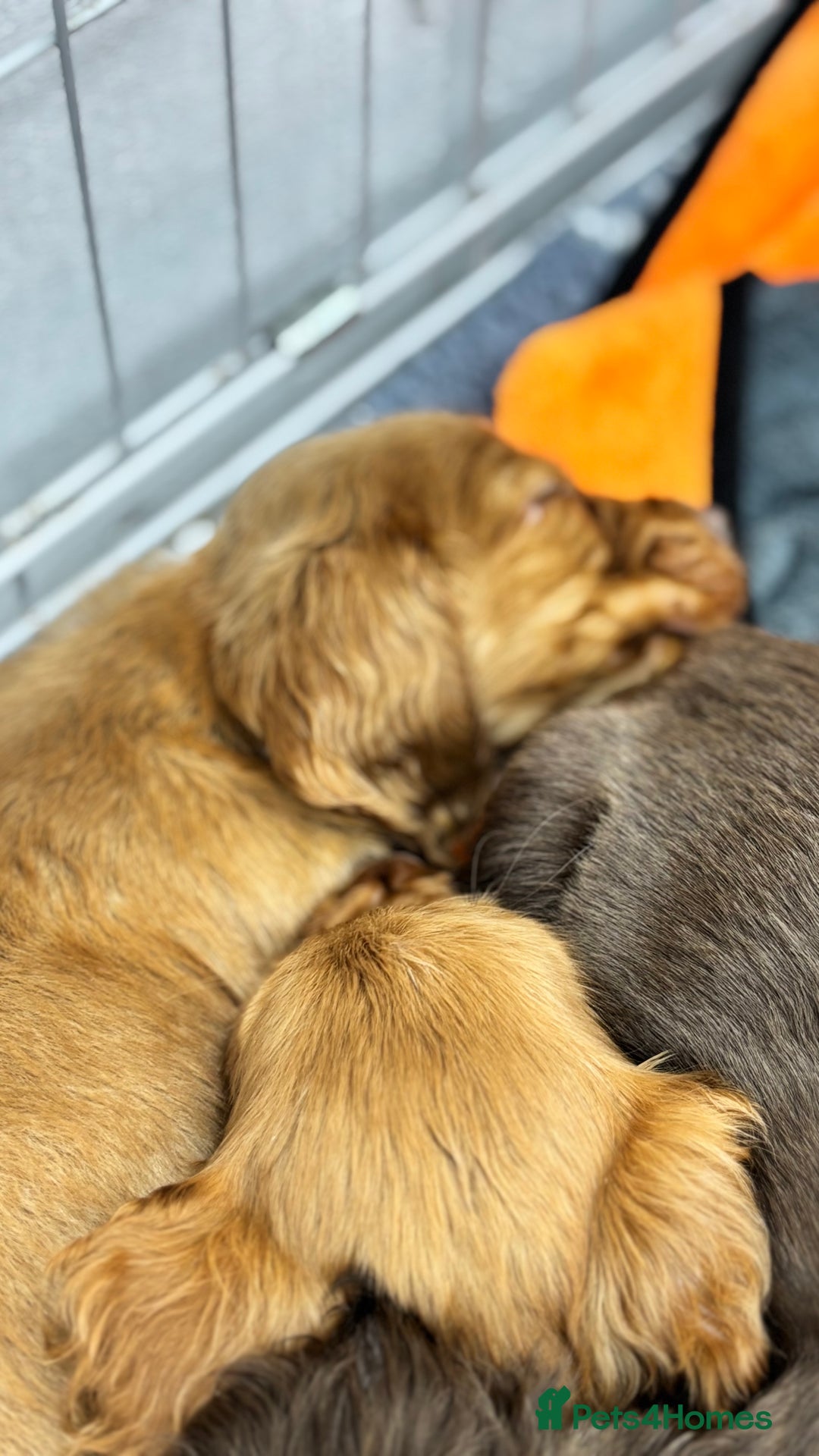Cocker Spaniel dogs for sale: Last red boy - Ready to leave this week   - Advert 12