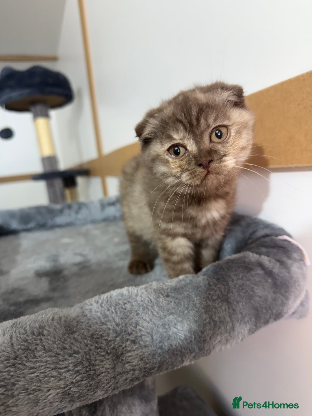 British Shorthair cats for sale: BSH x SF show quality kittens (REDUCED) - Image 21