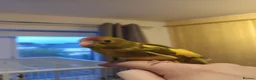 Parakeets birds for sale: Kakariki - Hand Tame - Baby Kakarikis - Advert 3