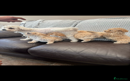 Poochon dogs for sale: Stunning Litter of Poochon puppies  - Image 10