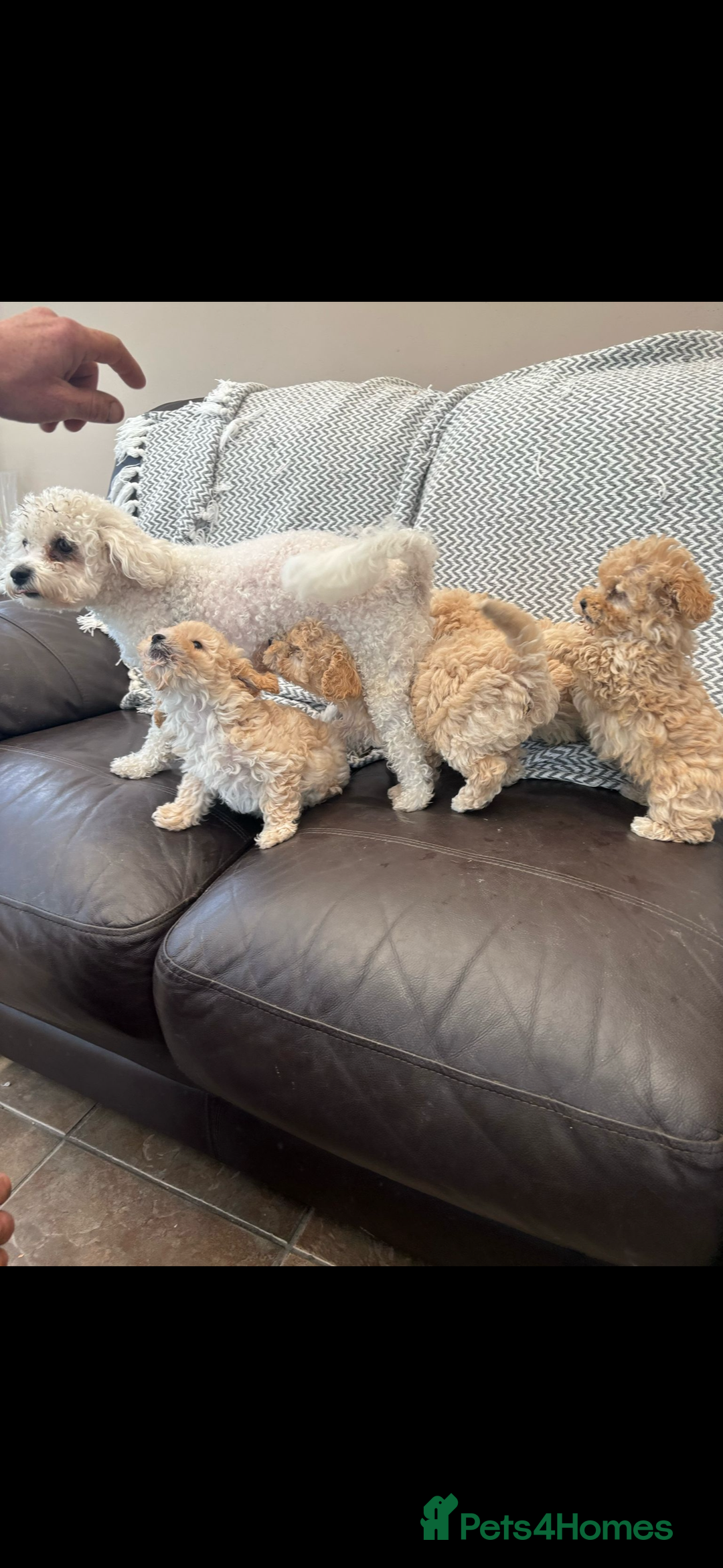 Poochon dogs for sale: Stunning Litter of Poochon puppies  - Image 10